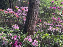 -铁山坪森林公园