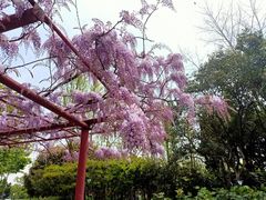 -嘉定紫藤园