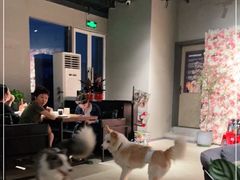 -百好乐宠物友好餐厅(朝外大街店)