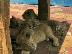 -大连森林动物园