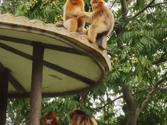 -上海野生动物园