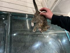 -猫的天空之城概念书店(丽江古城饮玉巷店)