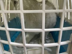 -瑞鹏宠物医院·猫科·宠保定点(梅溪湖分院)