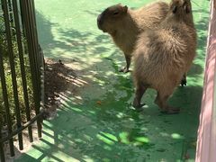 -苏州太湖西山岛开心农场