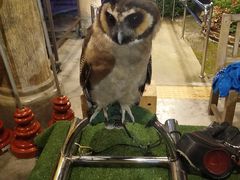 -清迈夜间动物园