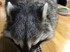 -藦茜花园宠物主题亲子互动体验馆(国顺东路店)