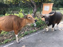 -清迈夜间动物园