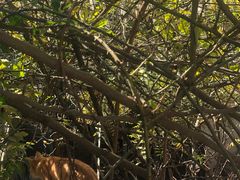 -喵屿·大理花园猫咖