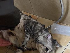 -佳雯宠物医院·皮肤科·内外科(春晓路分院)