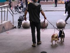 -逗柴咖啡屋·狗咖猫咖宠物桌游