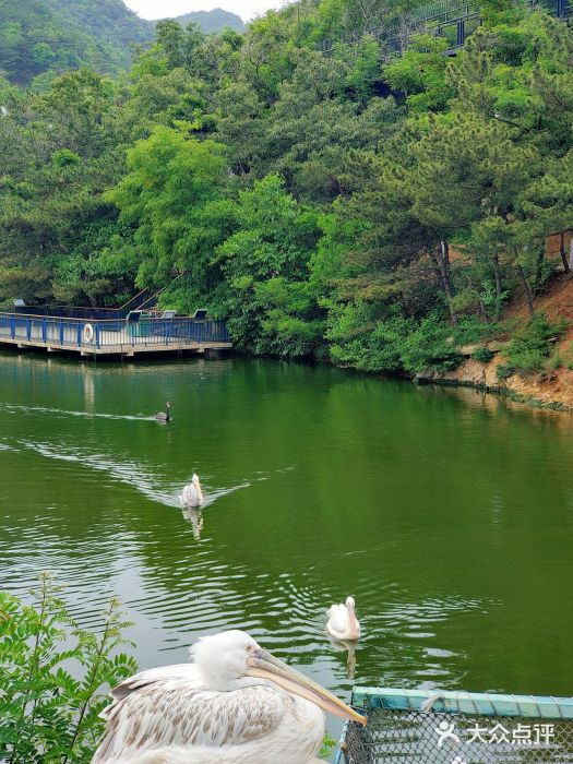 大连森林动物园图片