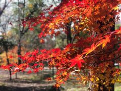 -上海共青森林公园