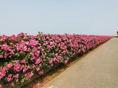 -上海滨江森林公园