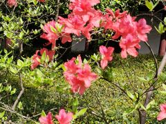 -上海佘山国家森林公园天马山园