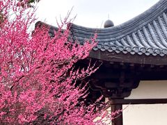 -洋湖国家湿地公园