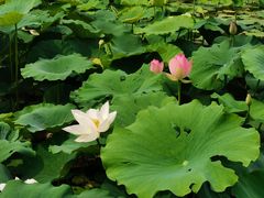 -莲花池公园
