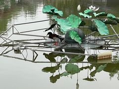 -莲花池公园