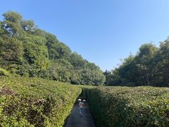 -大屏嶂森林公园