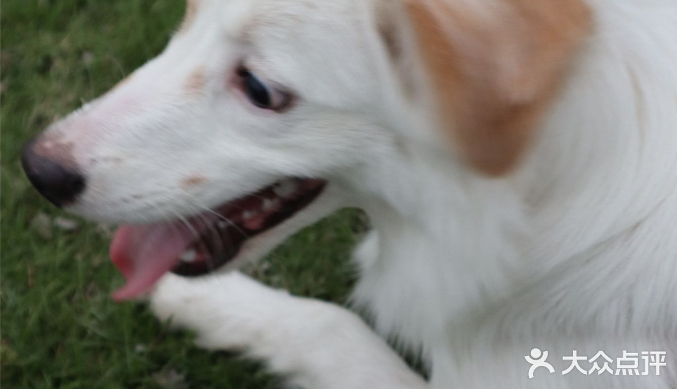 我的小狗狗很可爱🐶和狗狗营业啦