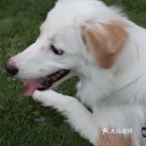 我的小狗狗很可爱🐶和狗狗营业啦