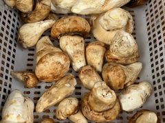 -草墩罗非鱼庄•野生菌•腊排骨(七星街上段店)