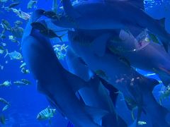 -太平洋海底世界