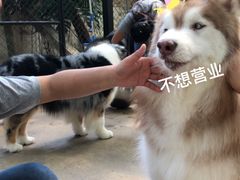 -TrueLove @ Neverland (Husky Cafe)