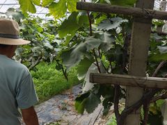 -马陆小张葡萄园农家乐