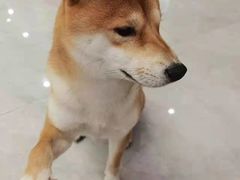 -柴犬小屋·柴餐厅·狗咖食堂(金鼎广场店)