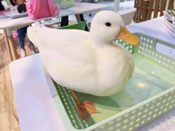 -Moni星球萌宠·小马宝莉·灵蛇·高端高阶全萌宠互动体验俱乐部(红豆国际广场店)