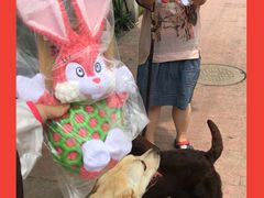 -暖阳宠物医院·犬猫康复中心·骨科