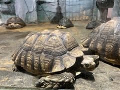 -石家庄市动物园