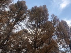 -塞罕坝国家级自然保护区