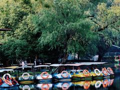 -上海共青森林公园