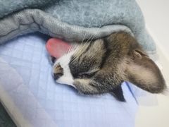 -关爱宠物医院·猫科中心·消化科(滨湖万达分院)