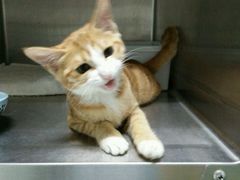 -纳吉亚猫专科动物医院博雅分院