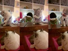 -猫色咖啡·猫咖