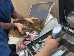 -申普宠物医院·眼科·心内科·影像科(普陀分院)