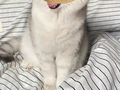 -瑞派名望24h动物医院异宠专科·猫专科·骨科·重症监护分院
