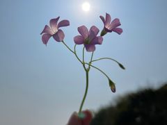 -深圳湾公园(南山区)