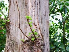 -上海市龙华烈士陵园