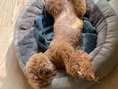 -佳雯宠物医院·皮肤科·内外科(春晓路分院)