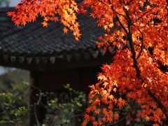-秋霞圃