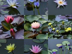 -国家植物园南园