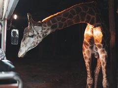 -清迈夜间动物园