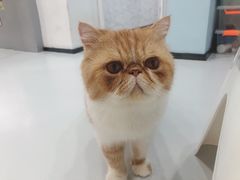 -糯米喵星人·撸猫猫舍咖啡馆(西市场嘉华店)