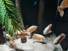 -重庆欢乐海底世界