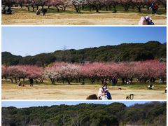 -苏州上方山国家森林公园