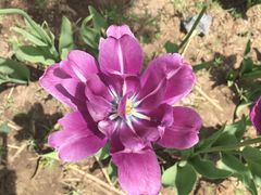 -长春公园(普阳街道)