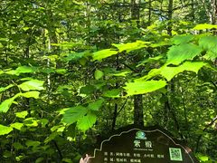 -汤旺河林海奇石景区